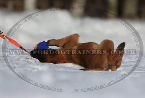 Training Dog with Toy